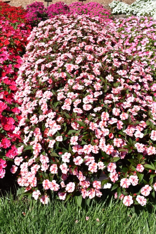 Niecierpek Sunpatiens Vigorous Peach Candy