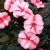 Niecierpek Sunpatiens Vigorous Peach Candy