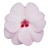 Niecierpek SunPatiens Vigorous Sweetheart