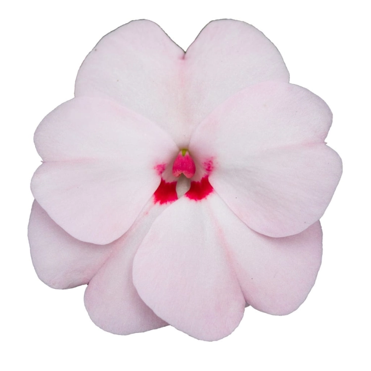 Niecierpek SunPatiens Vigorous Sweetheart