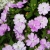Niecierpek Sunpatiens Compact Orchid Blush