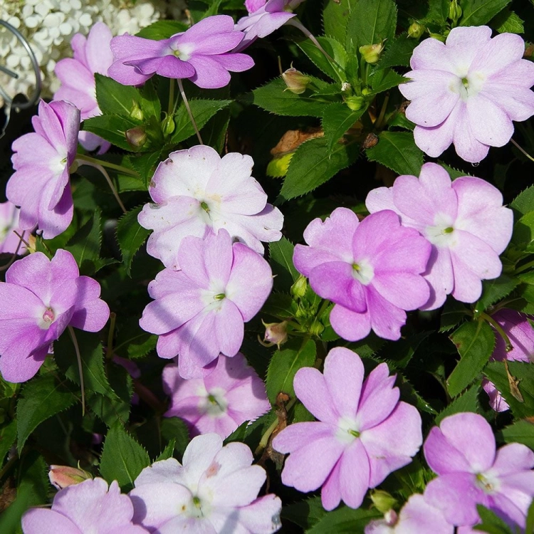 Niecierpek Sunpatiens Compact Orchid Blush