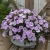 Niecierpek Sunpatiens Compact Orchid Blush