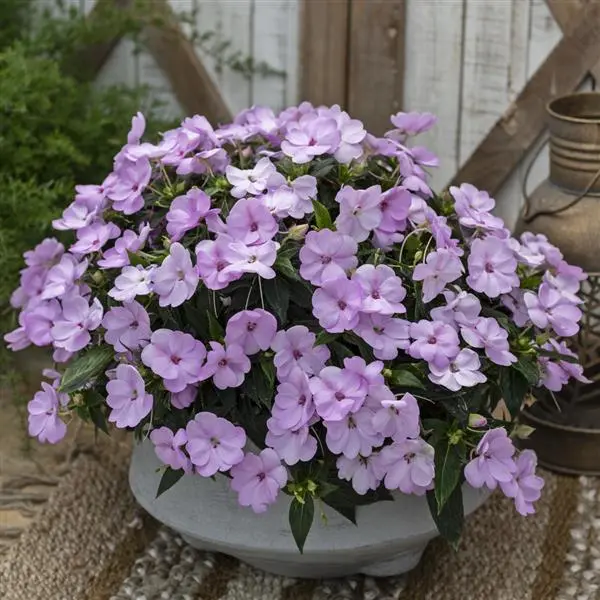 Niecierpek Sunpatiens Compact Orchid Blush