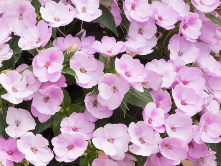 Niecierpek Sunpatiens Compact Orchid Blush