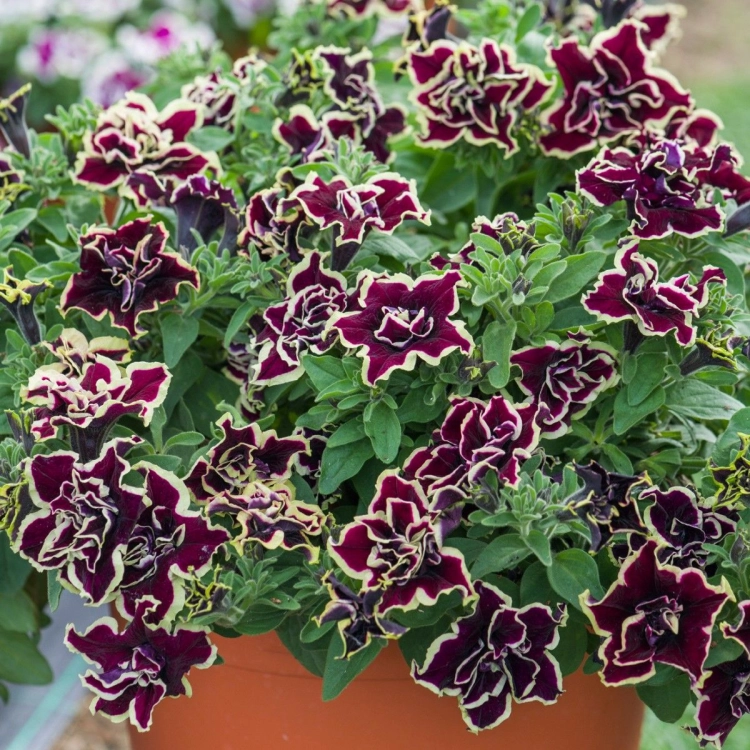 SURFINIA PETUNIA Tumbelina Superstar pełna p9