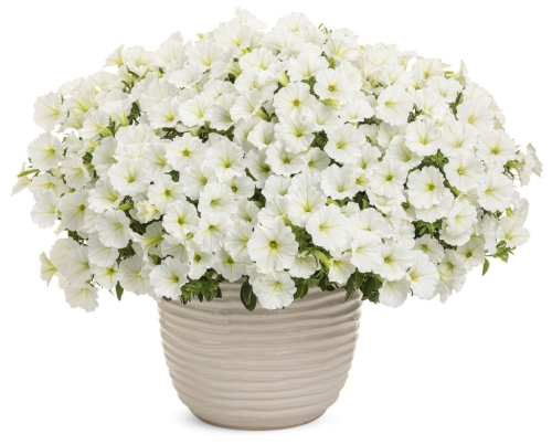 Supertunia VISTA SNOWDRIFT p9