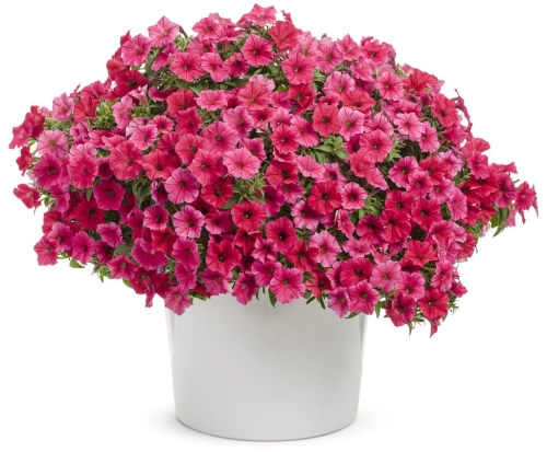 Supertunia VISTA PARADISE sadzonka p9