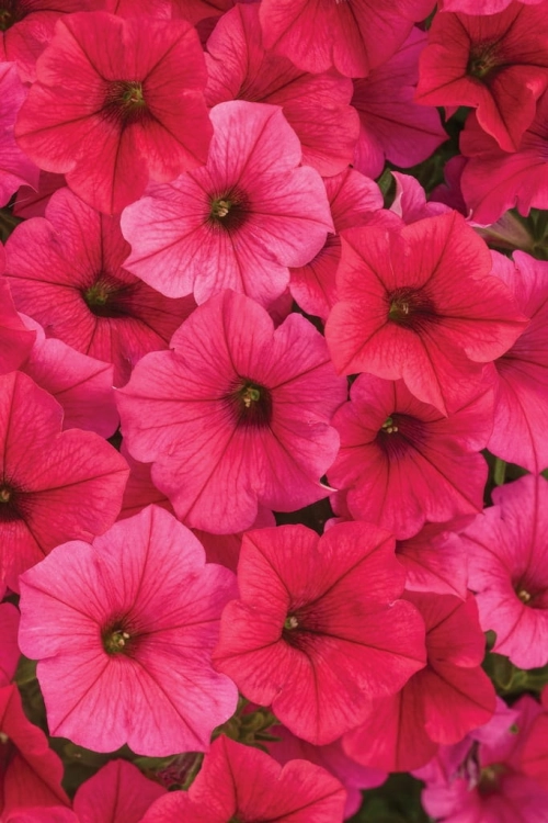Supertunia VISTA PARADISE sadzonka p9