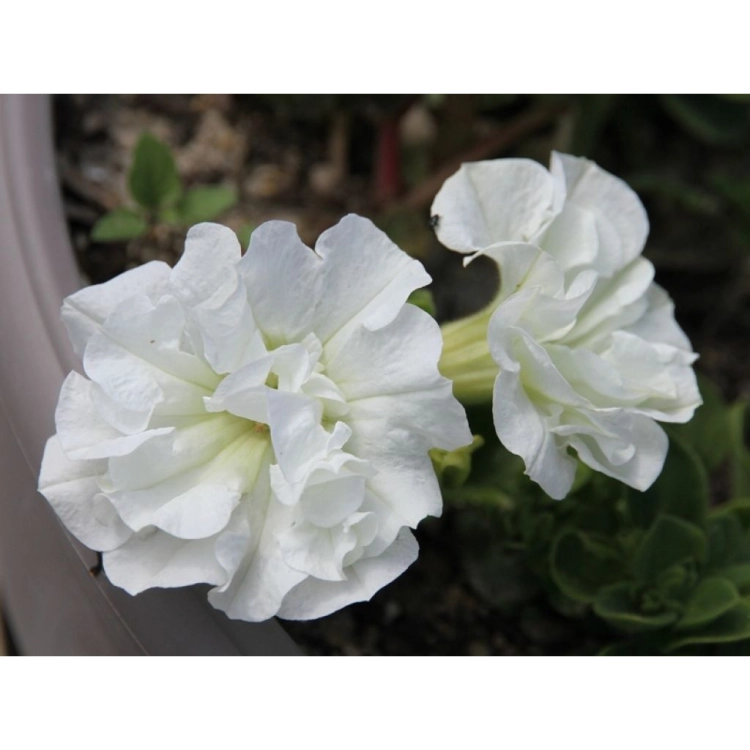 SURFINIA PETUNIA Tumbelina Diana pełna p9 biała