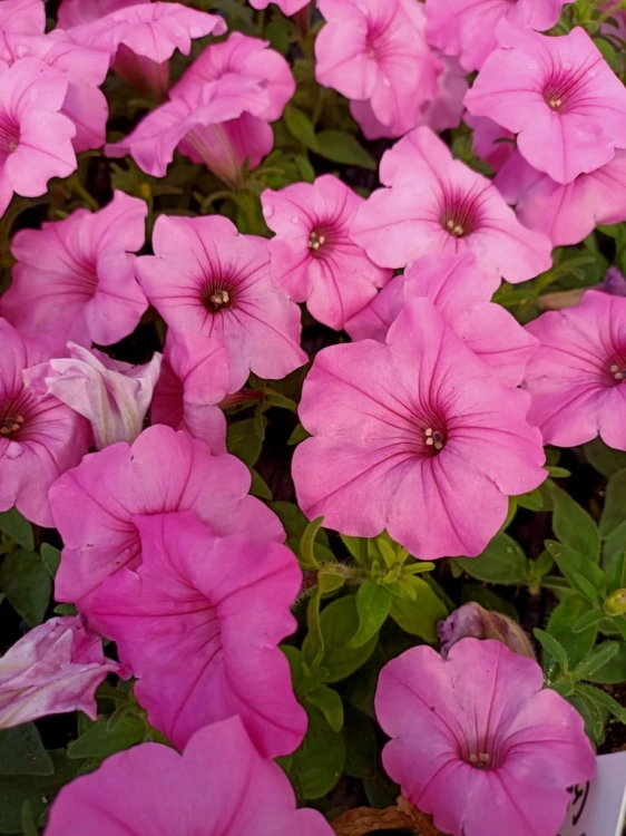 Supertunia Vista Bubblegum 6 sadzonek