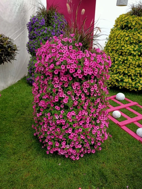 Supertunia Vista Bubblegum 6 sadzonek