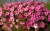 Supertunia Vista Bubblegum 6 sadzonek