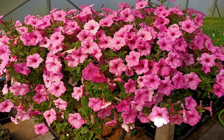 Supertunia Vista Bubblegum 6 sadzonek