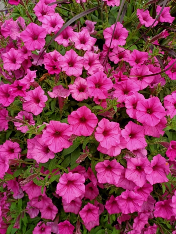 Supertunia Vista Bubblegum 6 sadzonek