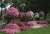 Supertunia Vista Bubblegum 6 sadzonek
