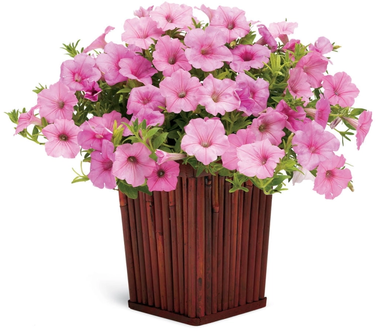 Supertunia Vista Bubblegum 6 sadzonek