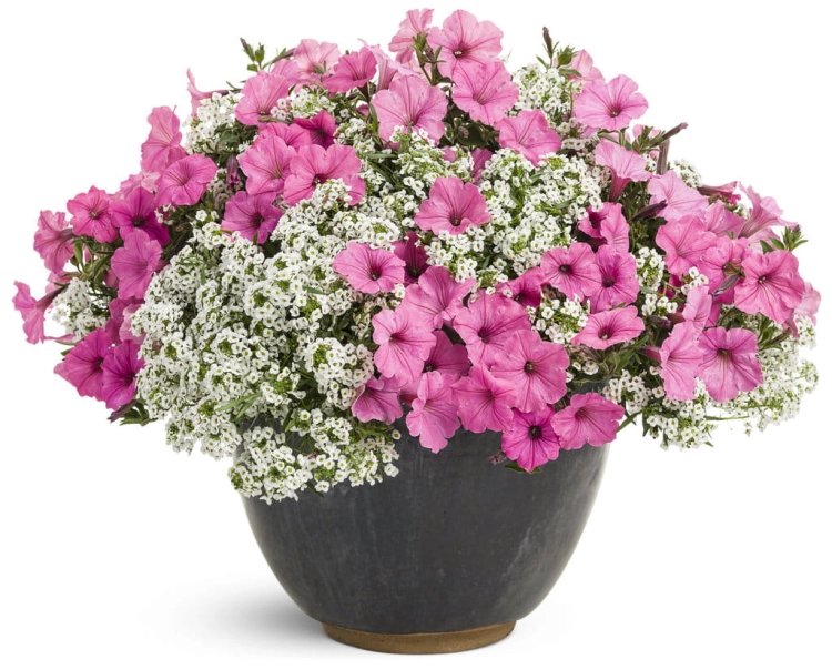 Supertunia Vista Bubblegum 6 sadzonek