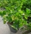 Pelargonia temprano BRIGHT RED p9