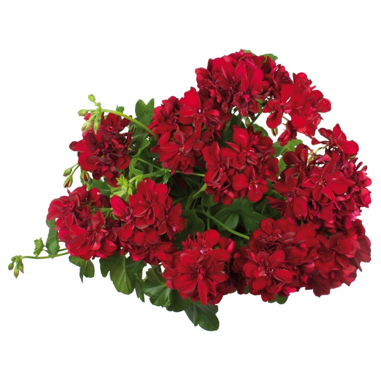 Pelargonia temprano BRIGHT RED p9