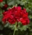 Pelargonia temprano BRIGHT RED p9