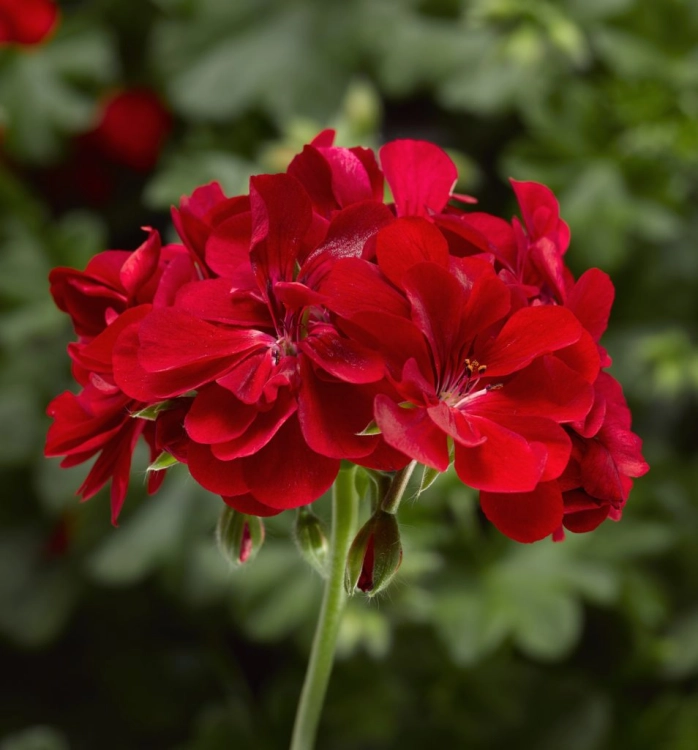 Pelargonia temprano BRIGHT RED p9
