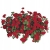 Pelargonia temprano BRIGHT RED p9