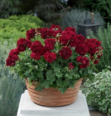 Pelargonia temprano BRIGHT RED p9