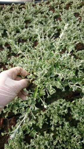 Kocanka helichrysum SILVER MINI p9