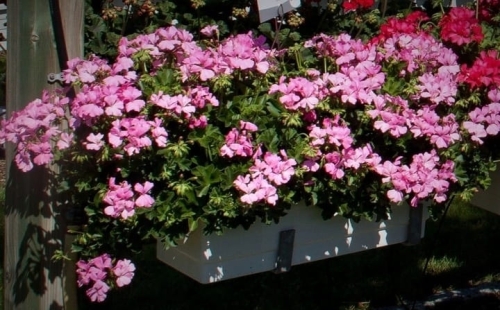Pelargonia MARCADA PINK P9