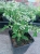 euphorbia kilimandscharo sadzonka p9