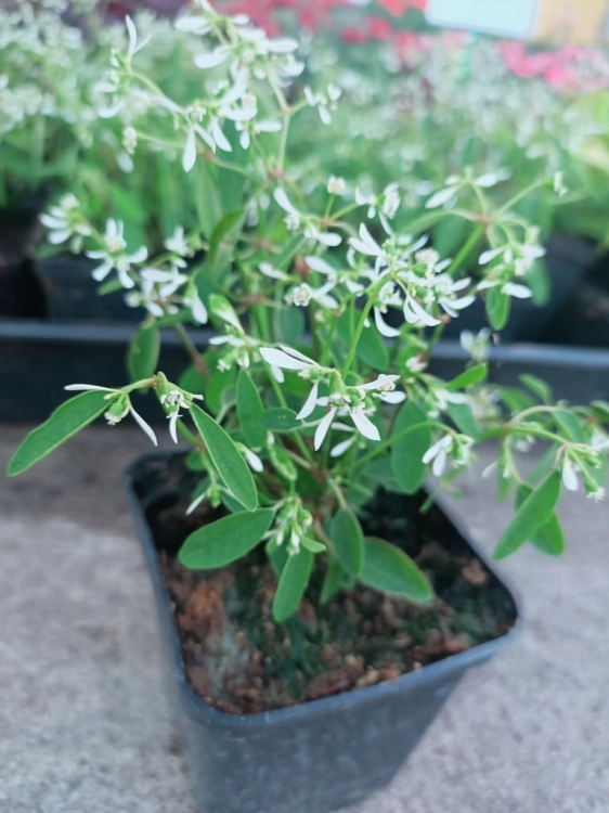 euphorbia kilimandscharo sadzonka p9