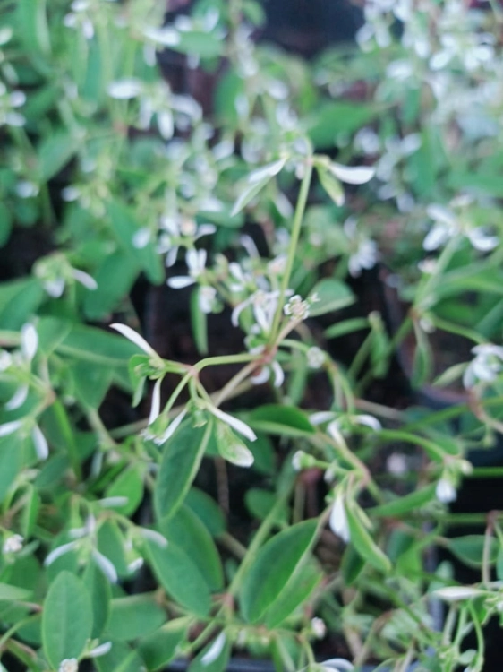 euphorbia kilimandscharo sadzonka p9