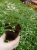 euphorbia kilimandscharo sadzonka p9