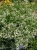euphorbia kilimandscharo sadzonka p9