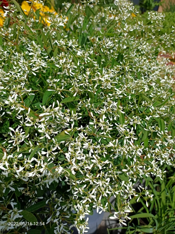 euphorbia kilimandscharo sadzonka p9