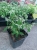 euphorbia kilimandscharo sadzonka p9