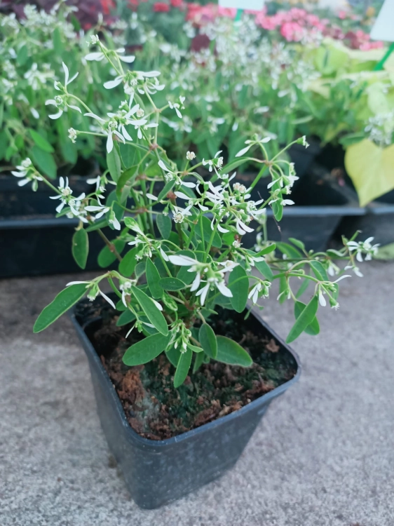 euphorbia kilimandscharo sadzonka p9
