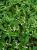 euphorbia kilimandscharo sadzonka p9
