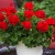 Pelargonia Calliope Dark Red C12