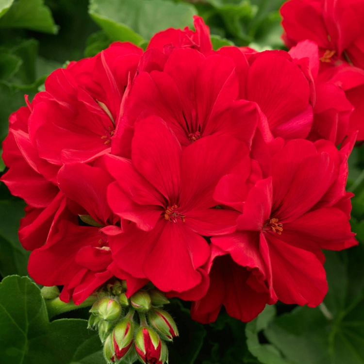 Pelargonia Calliope Dark Red C12