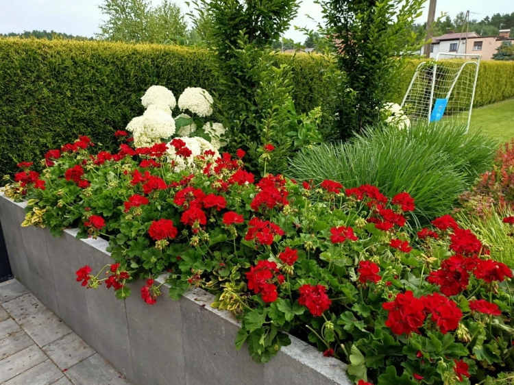 Pelargonia Calliope Dark Red C12