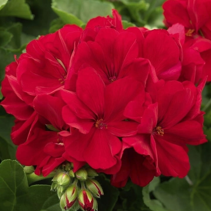 Pelargonia Calliope Dark Red C12