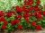 Pelargonia Calliope Dark Red C12