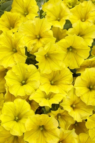 Supertunia Mini Vista Yellow P7.