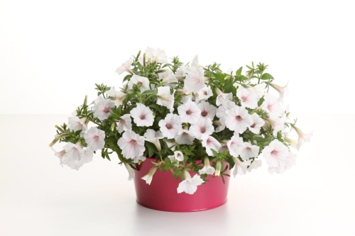 Supertunia Vista Silverberry P7