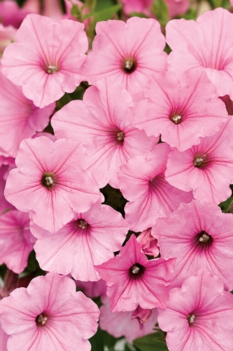 Supertunia Vista Bubblegum P7