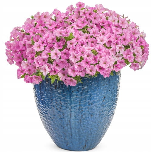 Supertunia Vista Bubblegum P7