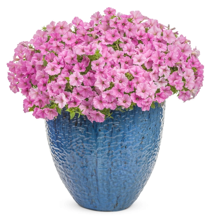 Supertunia Vista Bubblegum P7