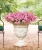 Supertunia Vista Bubblegum P7